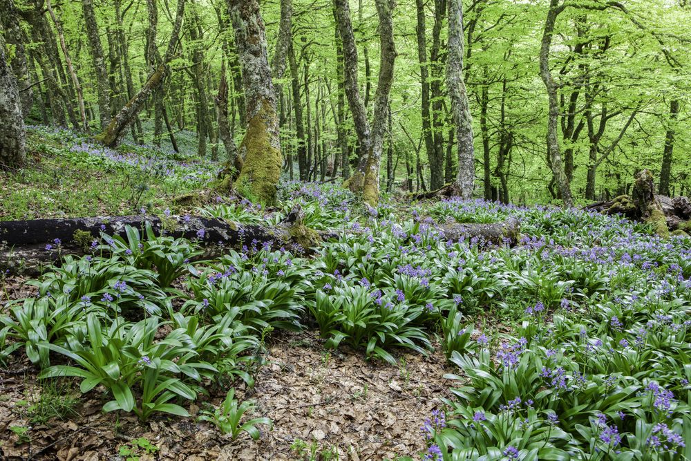 Flowers growing in spring forest