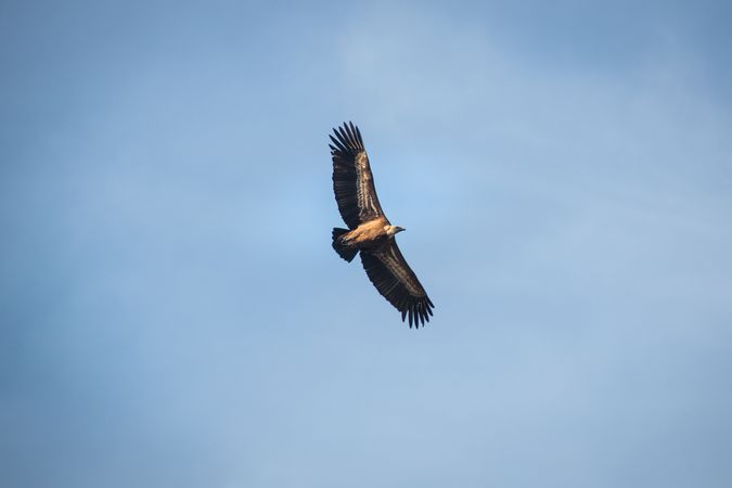 Hawk flying in sky