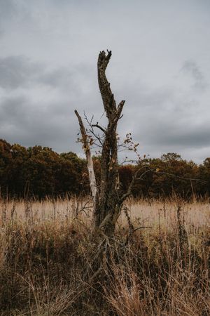 Leafless tree on brown grass field under gray cloudy sky