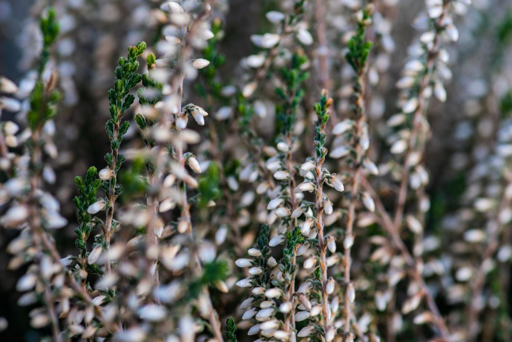 Calluna flowers outside