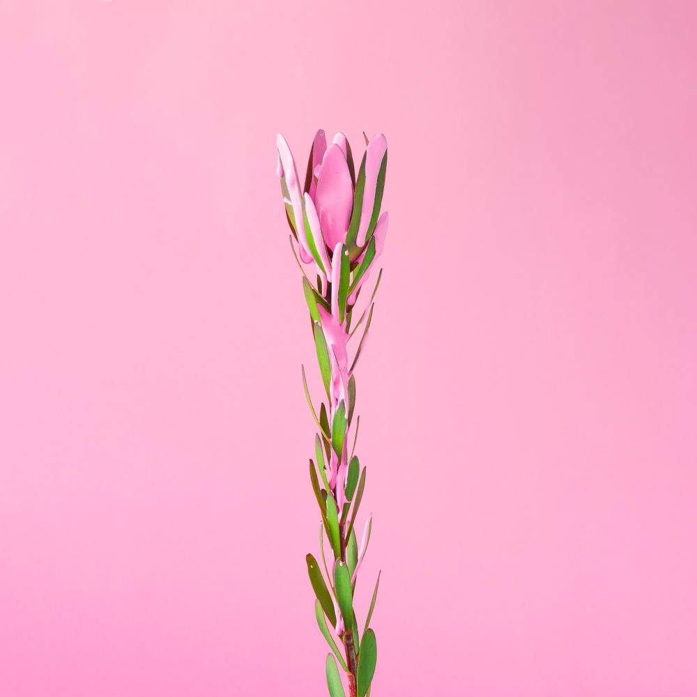 Flower with dripping pink paint