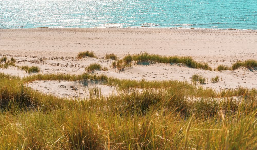 Beach landscape on Sylt island with the marram grass dunes and the seawater