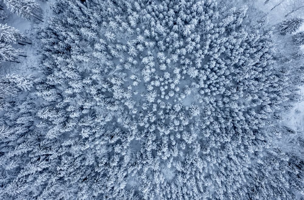 Snow-covered pine forest, drone aerial view, in the Bavarian Alps, Germany