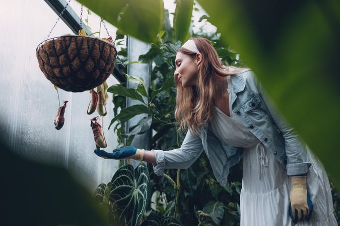 Young woman gardener looking at pitcher plant in greenhouse