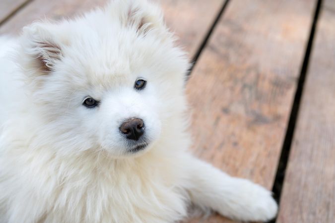 Japanese Spitz puppy lying on floor