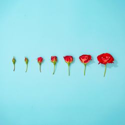 Creative arrangement of red flowers on pastel blue background