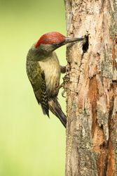 Wonderful green bird on wood