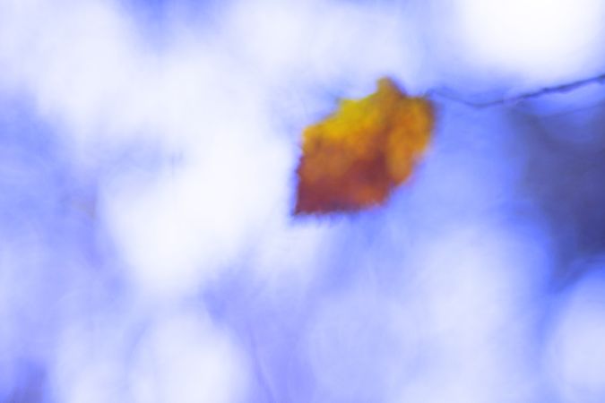 Tender dry leaves in blue light effect