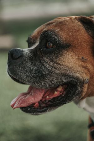 Happy dog spending time in street
