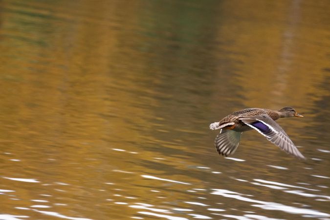 Brown duck flying over water