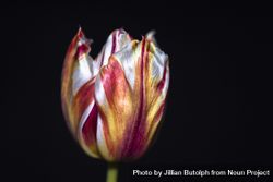 Side view of red and yellow tulip, close up bGYPe5