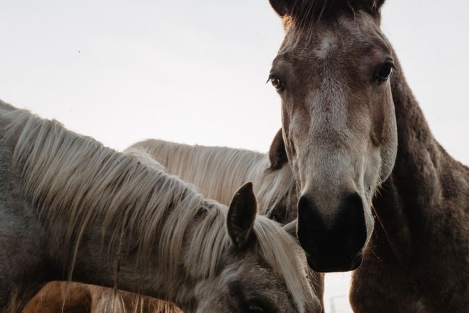 Funny horses on meadow