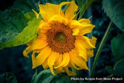 Yellow sunflower in close up 5z66m5