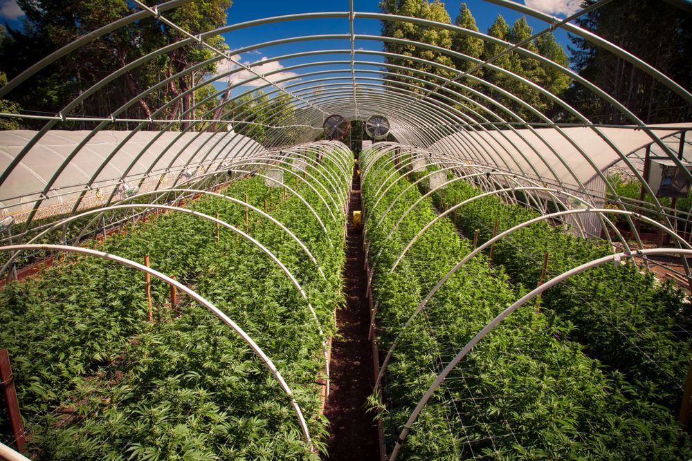 Young marijuana plants being cultivated at an outdoor farm