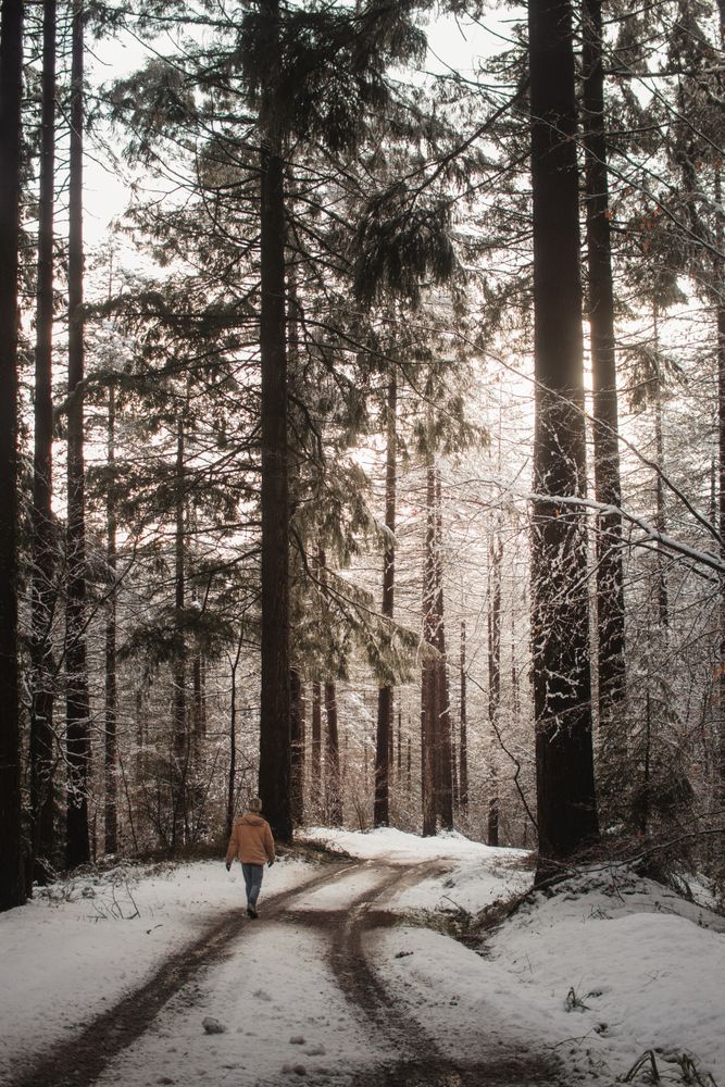 Person walking on snowy road in forest