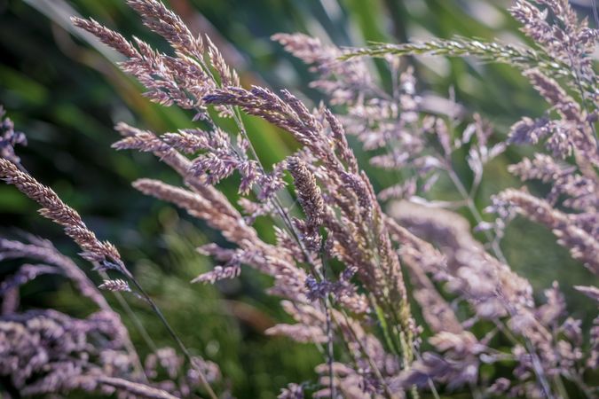 Wildgrass in field on sunny day
