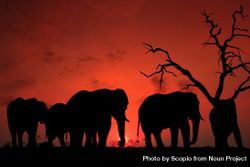 Silhouette of elephants near tree during sunset 0WAqP4