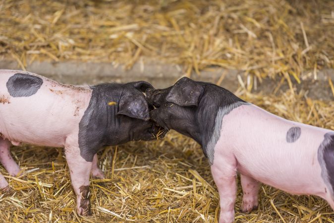 Two piglets playing