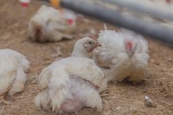Poultry at chicken farm