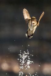 Beautiful Immature Male Anna's Hummingbird In Flight.
