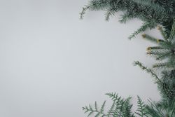 Christmas tree branch bordering left of light background