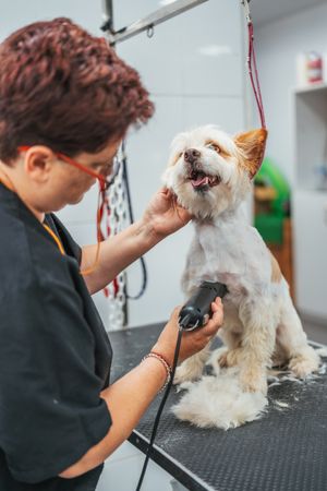 groomer shaving happy dog