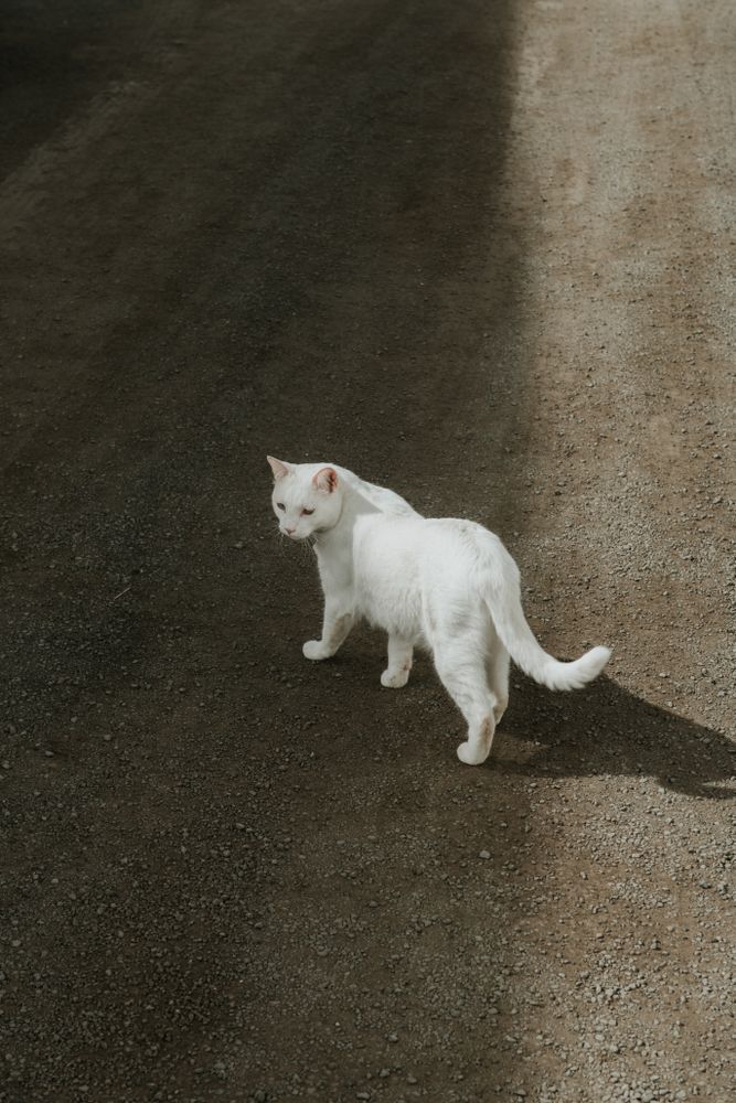 cat lying on ground