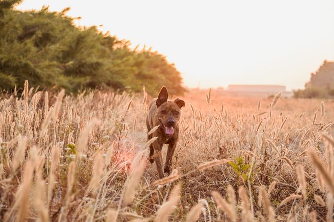 Dog running free off lead on field