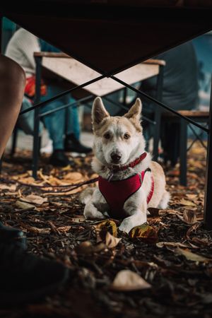Adorable mixed breed dog lying on ground in street