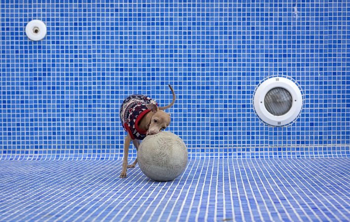 Italian greyhound dog playing in the pool with a ball