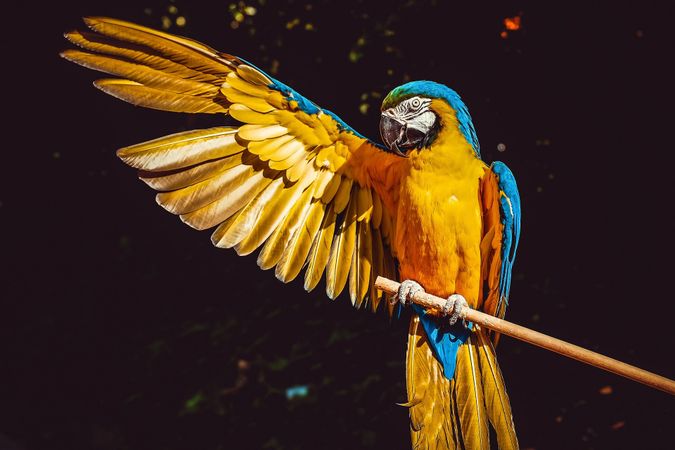 Yellow Macaw parrot with wing spread