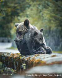 Two bears on tree log beAkEb
