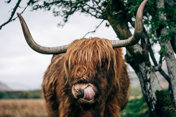 Big hairy yak pasturing on green meadow