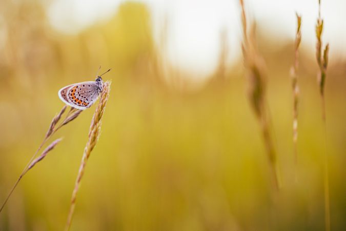 Moth resting in the long grass