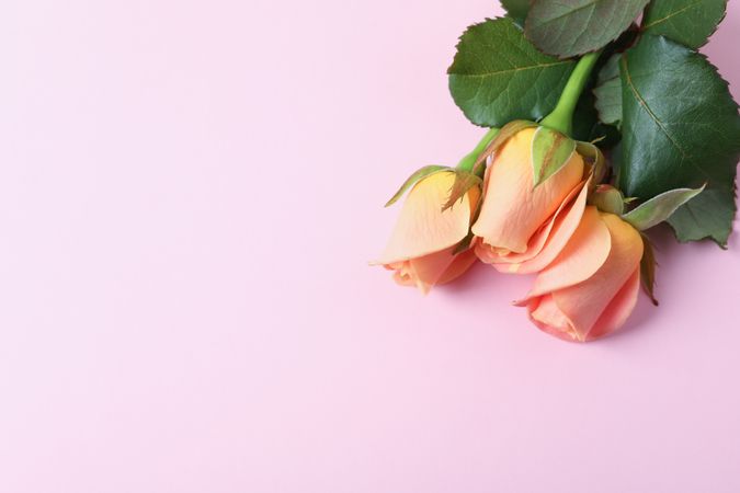 Beautiful fresh pink roses on pink background, top view