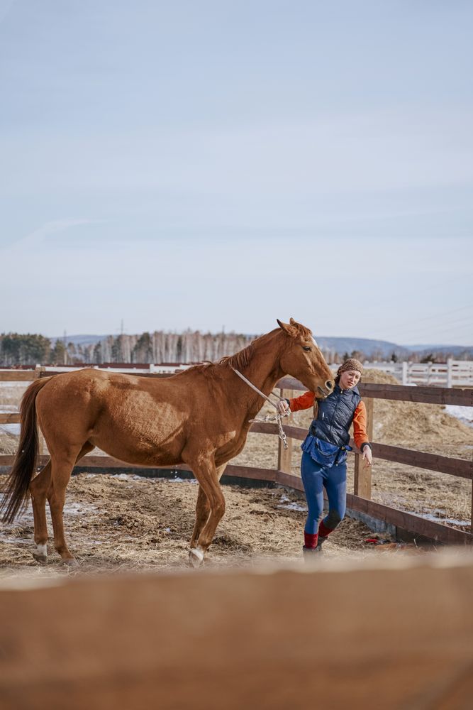 Worker caring for brown horse in open yard