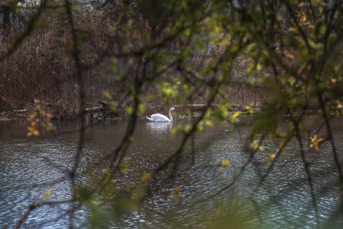 Swan sitting in pond shot through branches