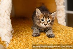 Tiny grey tabby cat in cat house stretching on orange carpeting 5lydV4