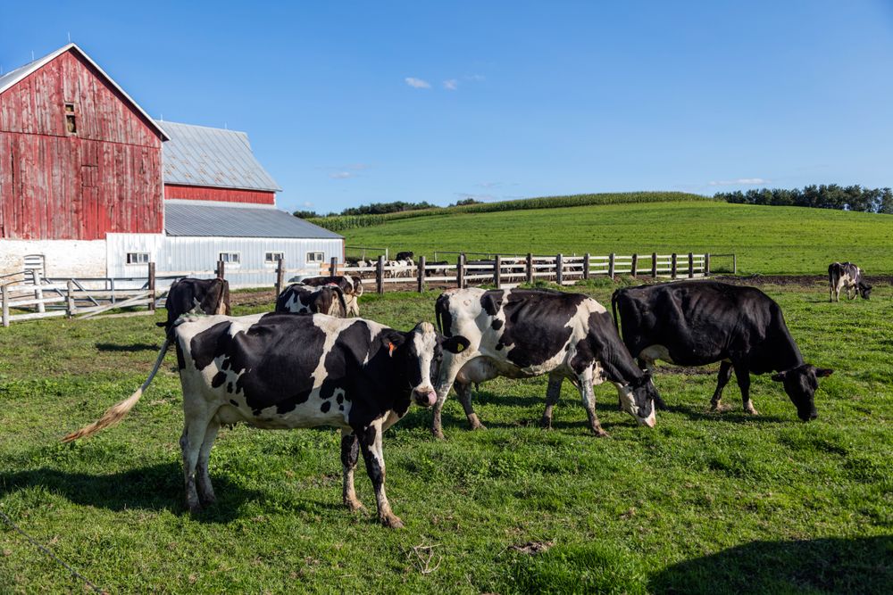 Holstein dairy cow on a farm near Westby in Vernon County, Wisconsin