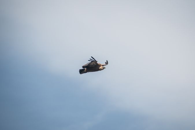 Hawk flying in sky