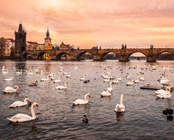 Flock of swans on Vltava river near Charles Bridge in Prague, Czech Republic bxr9r5
