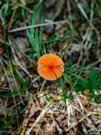 Overhead of hygrocybe punicea mushroom