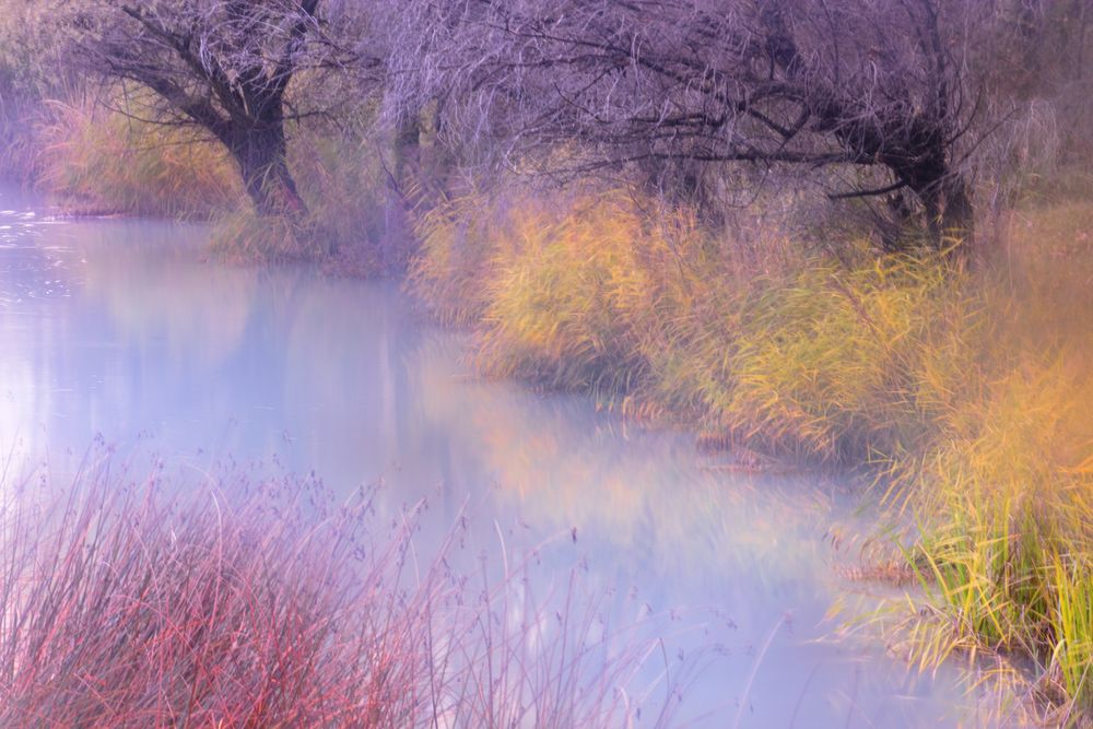 Blurred trees in forest river