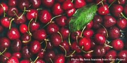 Freshly washed batch of cherries, wide composition 0P6R74