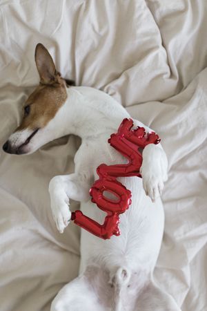 Small balloon letters laid on the chest of a small white and brown dog lying on the bed