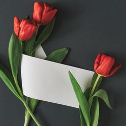 Tulips on gray background with paper card
