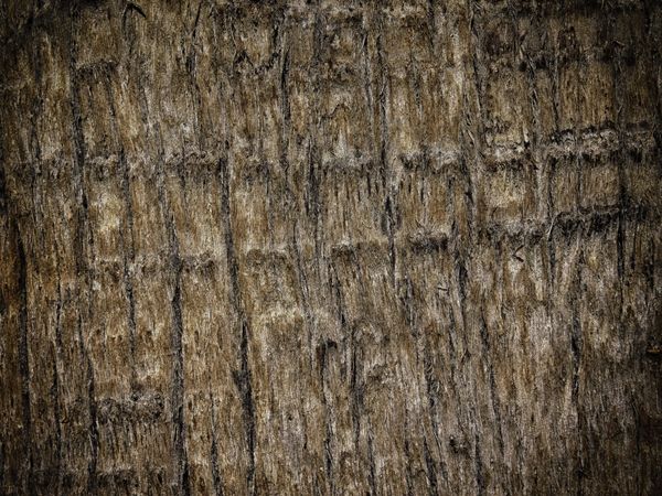 Dark Wood Texture In The Garden