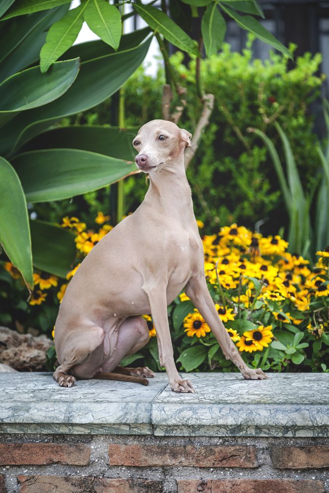 Obedient dog sitting on parapet by flowers