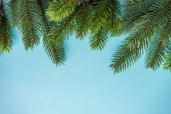 Christmas festive concept of branches on blue background
