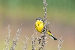 Yellow Lesser goldfinch perching on brown tree branch